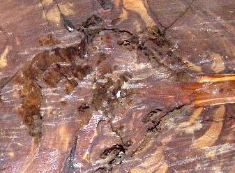 Diamond Willow Root