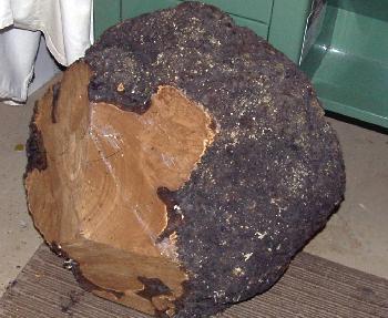 Russian Olive Burl